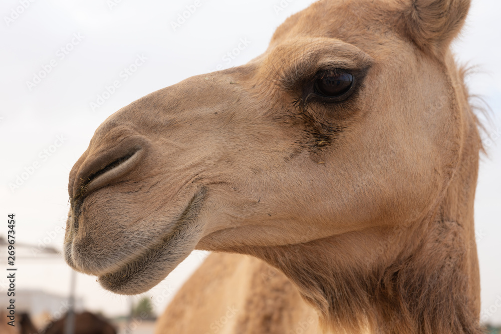 Obraz premium Nahaufnahme eines Kamels