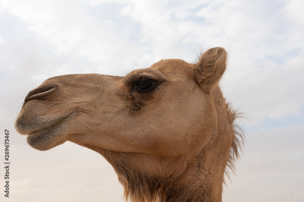 Obraz premium Nahaufnahme eines Kamels