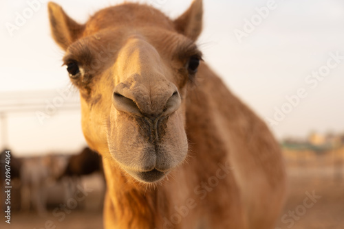 Nahaufnahme eines Kamels © SKatzenberger