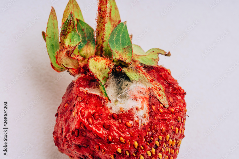 Spoiled strawberries on white background. Moldy strawberries on a light  background. Crumpled red berry. Improper storage and transportation of  berries. Rotten strawberry Stock Photo | Adobe Stock