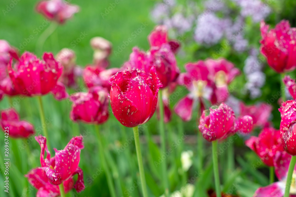 Ogrodowe czerwone tulipanyt