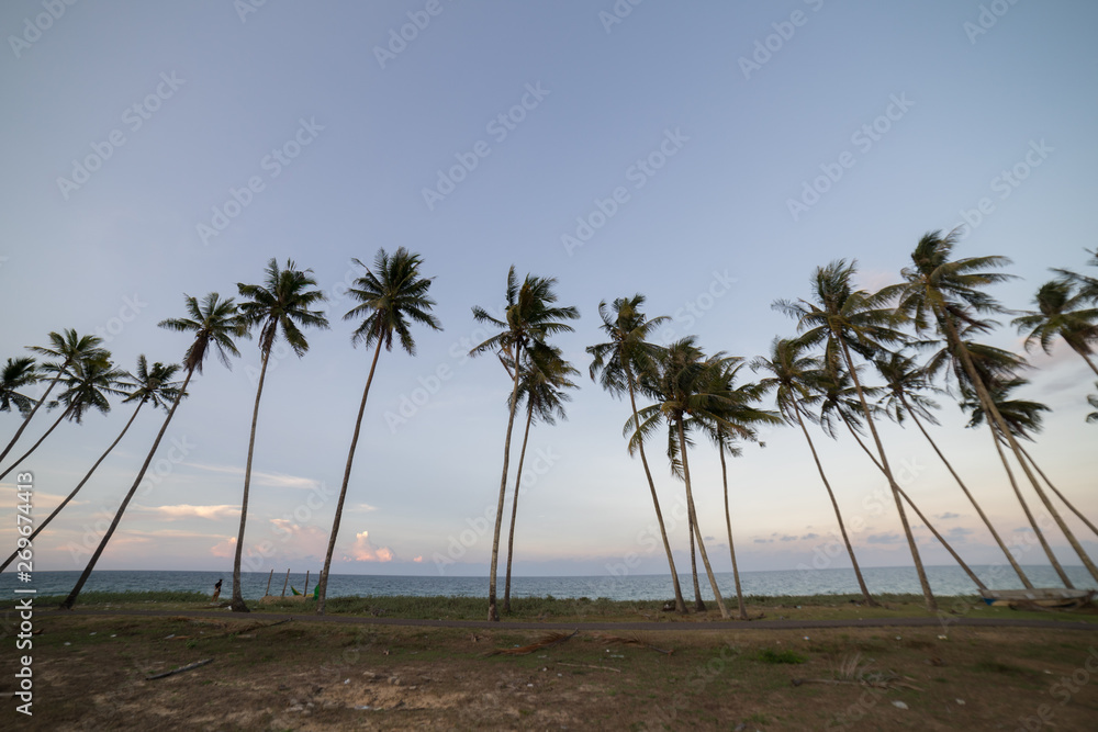 Coconut Trees by the beach during sunset. Coconut Trees by the beach during sunset.