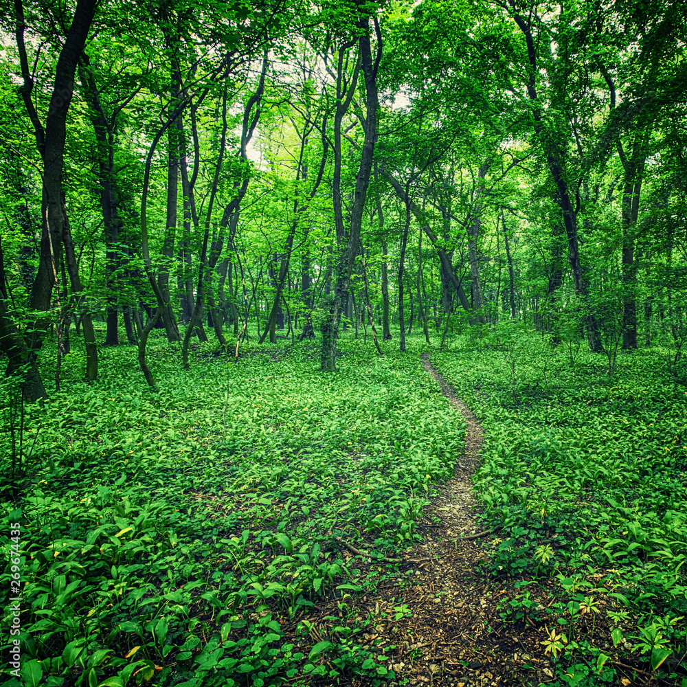 Fototapeta premium path in green forest