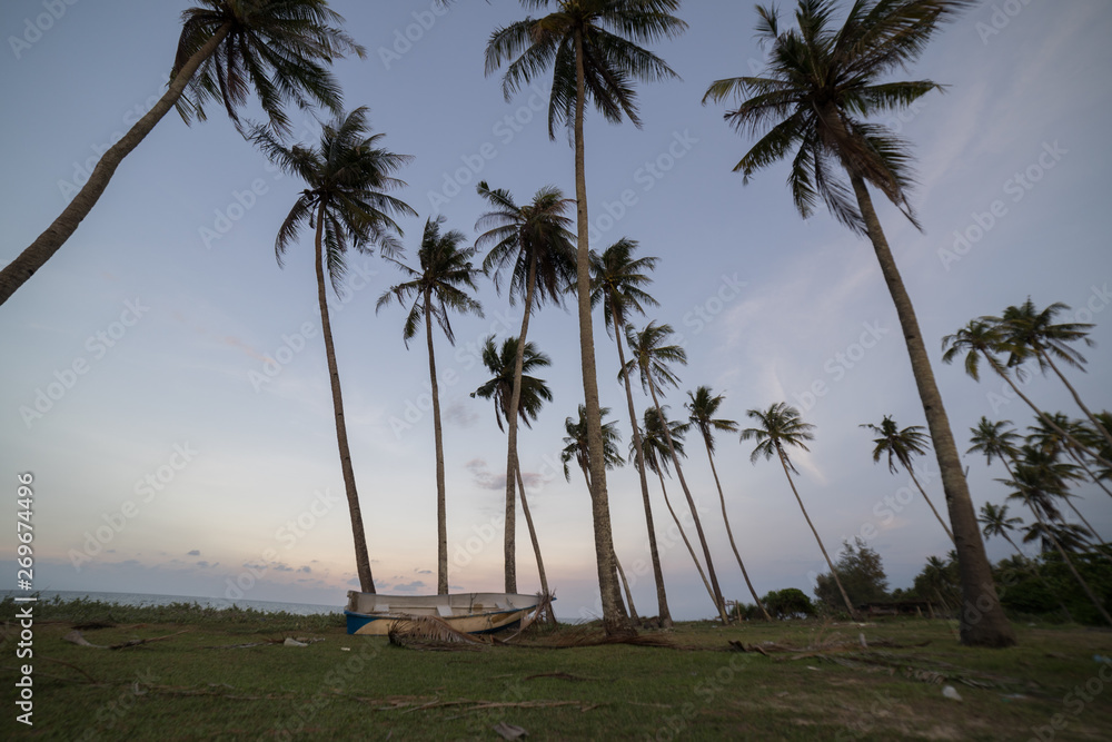 Coconut Trees by the beach during sunset. Coconut Trees by the beach during sunset.