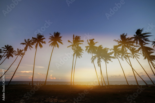 Coconut Trees by the beach during sunset.