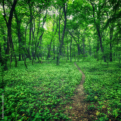 path in green forest