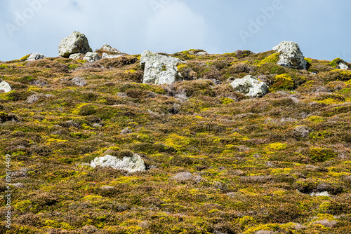 Valokuva Yellow gorse and heather moorland texture in autumn Brittany, France