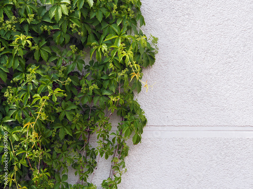 Green climbing plants on a white plastered wall