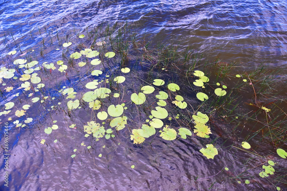 Close-up of water lilies on the water surface. Wild lake in the forest with water lilies and lilies on the water. Close-up of water lilies on the water surface. Wild lake in the forest with water lilies and lilies on the water.