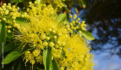 Beautiful fluffy eucalyptus flowers on a close-up branch. Yellow flowers of the gumtree Angophora hispida. photo