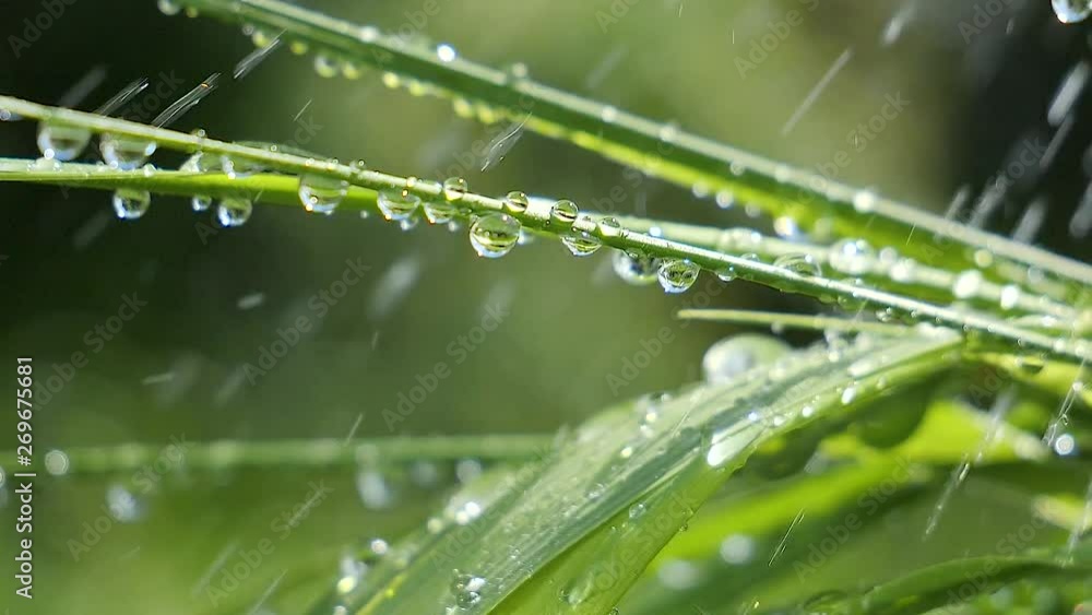 Green grass in nature with raindrops Green grass in nature with raindrops