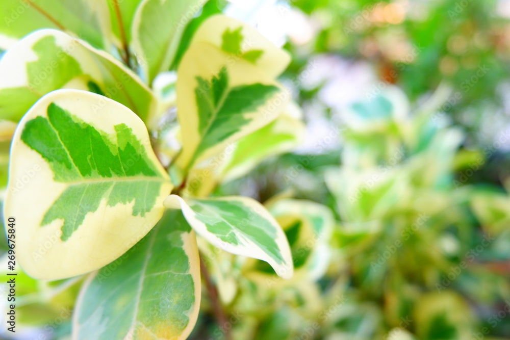 green leaves of a tree green leaves of a tree