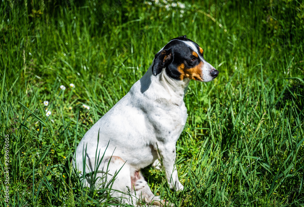 PERRO SENTADO Y TUMBADO EN PARQUE