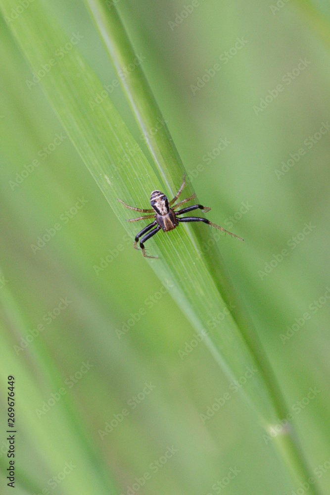 Common crab spider with face on his back Common crab spider with face on his back