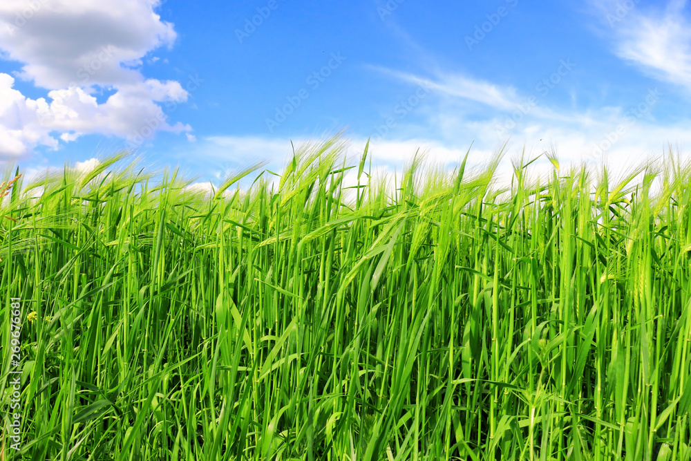 Wheat field against a blue sky Wheat field against a blue sky
