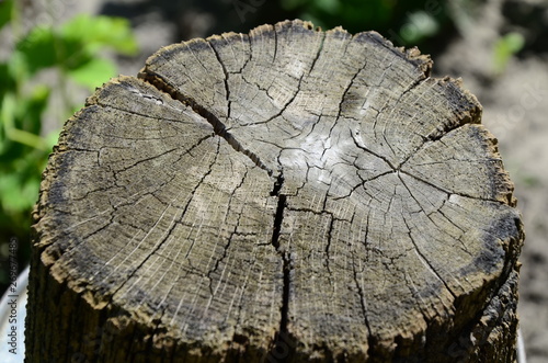 texture of a tree