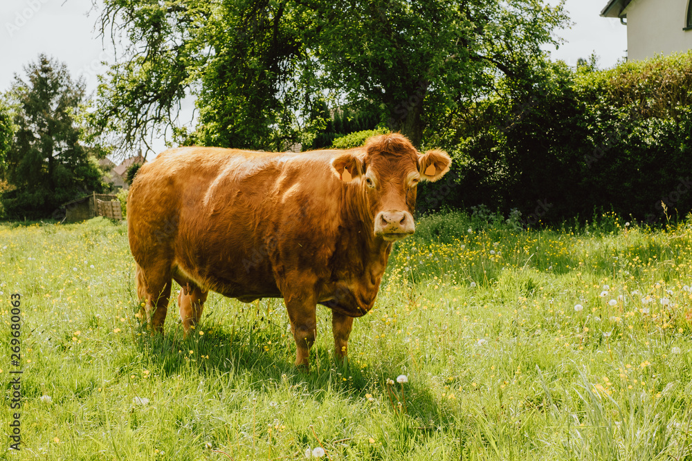 Limousin cow looking at the camera in a green field Limousin cow looking at the camera in a green field