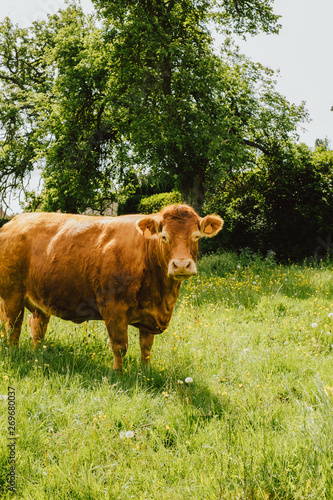 Limousin cow looking at the camera in a green field