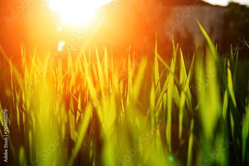 Rice on field. Green leaves background with sunrise