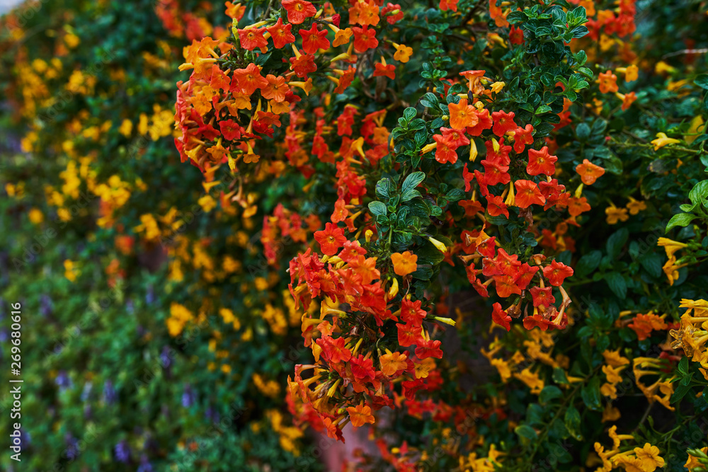 Orange flowers with green leaves in a botanical garden