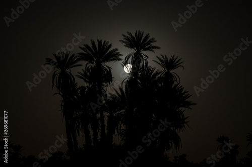 Full moon in the Sahara / Full moon with palm trees in backlight in the Sahara, Morocco, Africa.