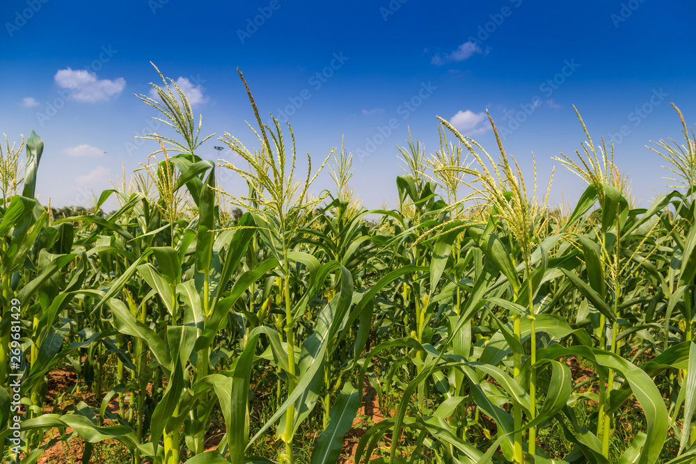 Corn field farmland with blue sky Corn field farmland with blue sky