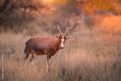 A blesbok (Damaliscus pygargus phillipsi) standing in long grass, looking at the camera at sunset. Dikhololo game reserve, South Africa photo