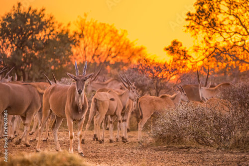 A herd of eland (taurotragus oryx) gathered around shrubs under an intense orange sunset. Dikhololo game reserve, South Africa