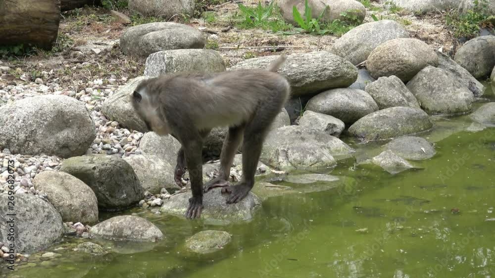 The monkeys look for food (Mandrillus leucophaeus) The monkeys look for food (Mandrillus leucophaeus)