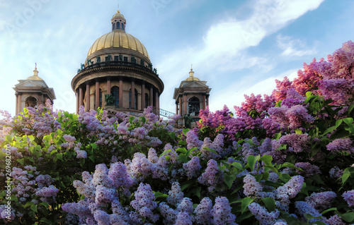 View of St. Isaac's Cathedral from the square. In the foreground there is a lilac bush with a large number of flowers. Horses May. St. Petersburg. Russia.