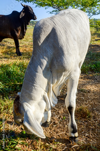 Cebu cattle in Colombia photo