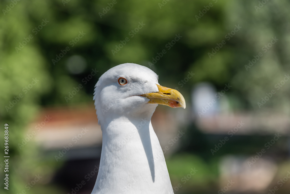 Closeup Portrait of a Seagull on a Sunny Day Closeup Portrait of a Seagull on a Sunny Day