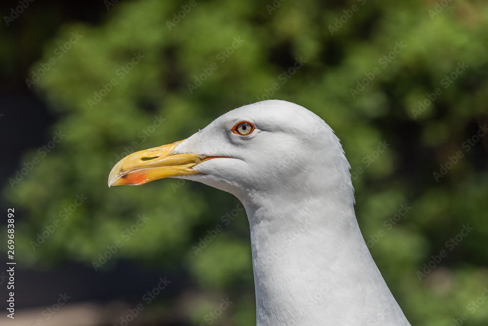 Closeup Portrait of a Seagull on a Sunny Day Closeup Portrait of a Seagull on a Sunny Day