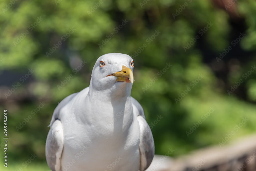 Fototapeta premium Closeup Portrait of a Seagull on a Sunny Day