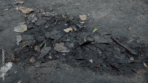 Wallpaper Mural Many butterflies are flying in a damp area. 4K slow motion. Torontodigital.ca