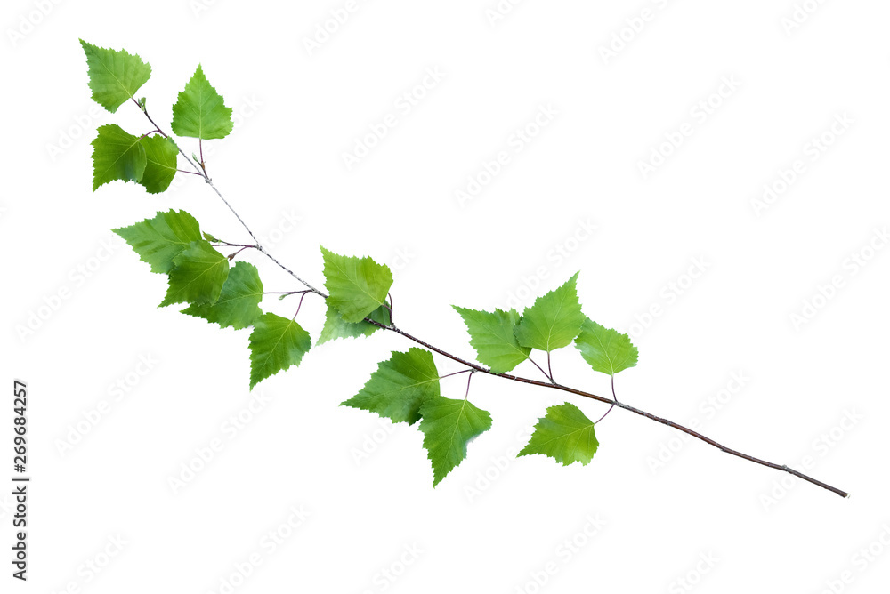 Green birch tree branch isolated on white background. Green birch tree branch isolated on white background.