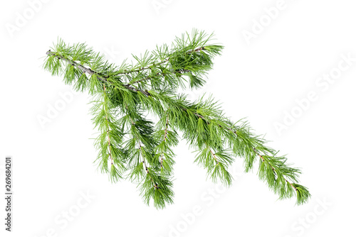 Green larch tree branch isolated on white background.