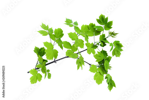 Maple tree branch with green leaves isolated on white background.