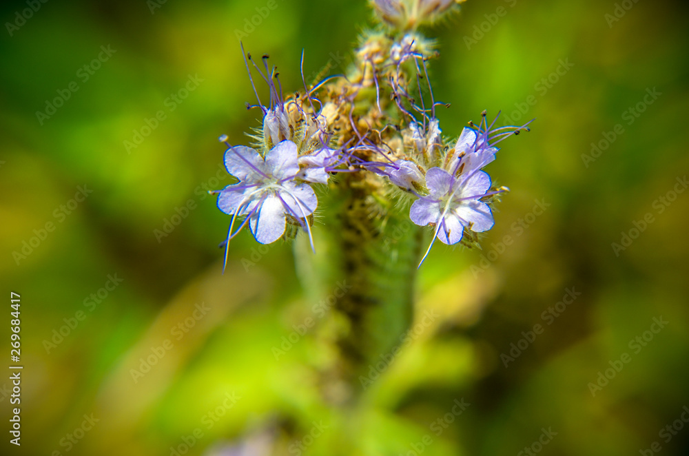 A close up macro shot of the field of blue and purple flowers, named Lacy phacelia A close up macro shot of the field of blue and purple flowers, named Lacy phacelia