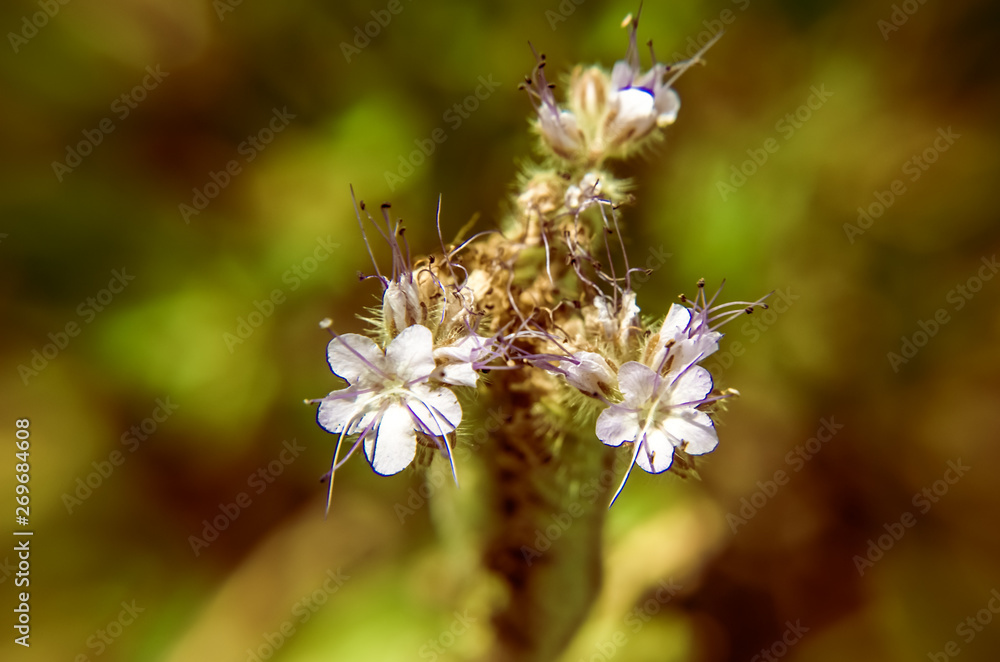 A close up macro shot of the field of blue and purple flowers, named Lacy phacelia A close up macro shot of the field of blue and purple flowers, named Lacy phacelia