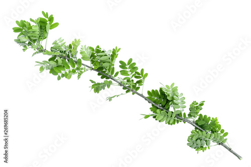 Acacia green tree branch isolated on white background.