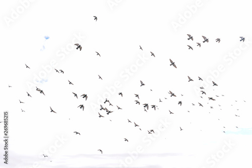 A flock of pigeons flying in the sky. Blue sky with clouds. Dynamic flying pigeons in the city. Birds in the sky