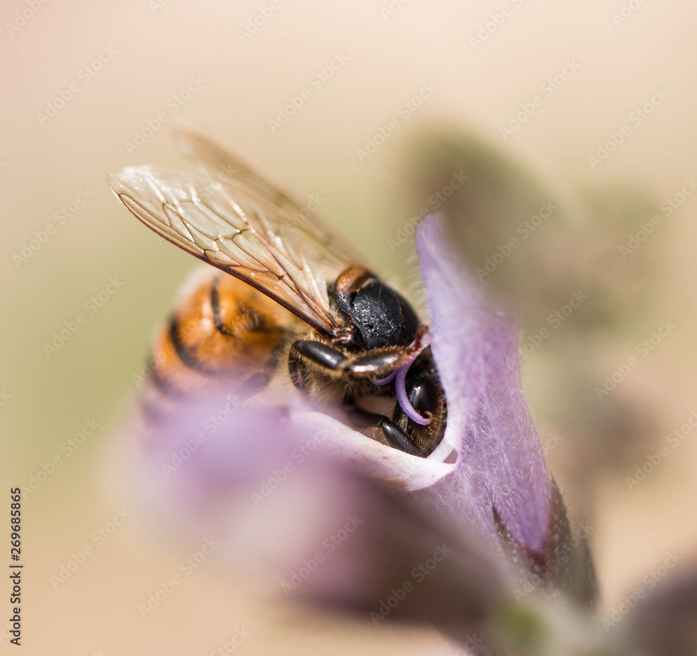 Obraz premium Abeille