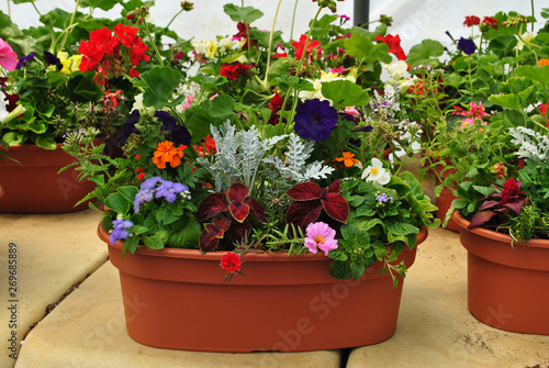 Potted Flower Plants in an Oval Sgaped Pot