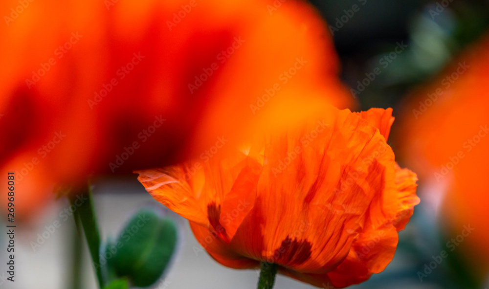 Red poppy, scientific name Papaver rhoeas in full bloom with green large bud capsules and a deliberately blurred background in a green garden, flower Red poppy, scientific name Papaver rhoeas in full bloom with green large bud capsules and a deliberately blurred background in a green garden, flower