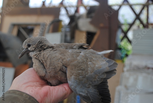 pigeons in the hand