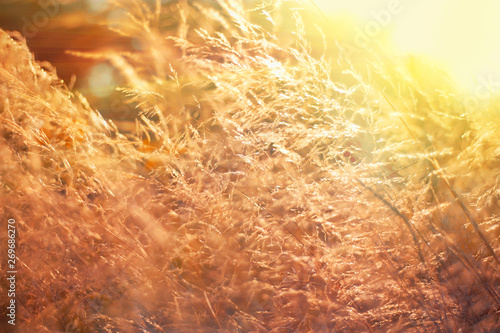 Wild field of grass on sunset, soft sun rays, warm toning, lens flares, shallow DOF. Summer sunny meadow. Abstract sunset background in red and yellow warm sunlight. Summer nature abstract background.