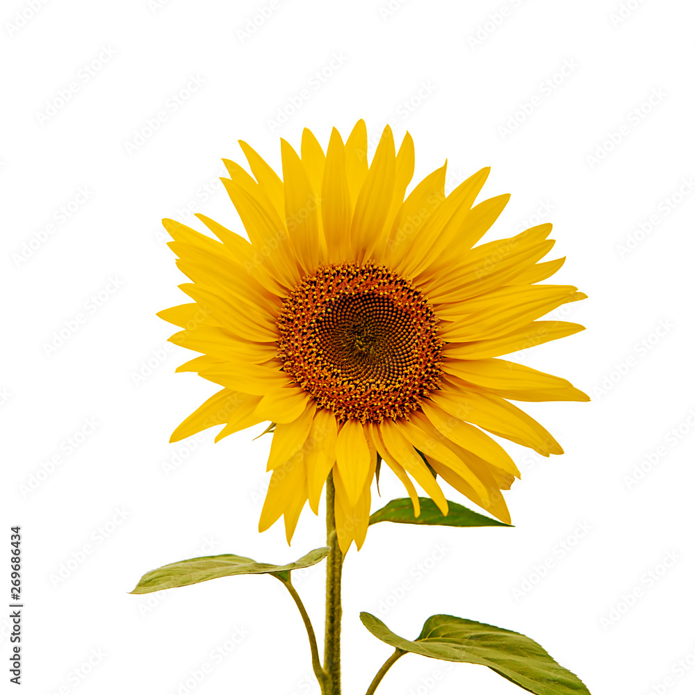 Fototapeta premium Sunflower field isolated on white background. Object