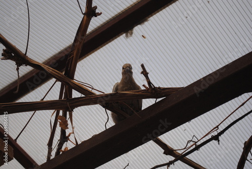 construction workers on the roof