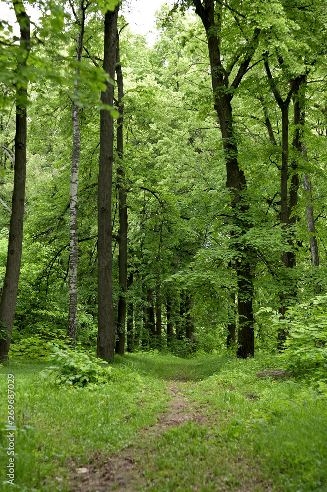 Nature in Eastern Europe. Russia. Beautiful forest.